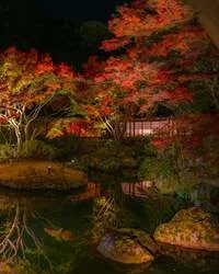 客室から眺める紅葉ライトアップ