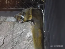 ムササビ