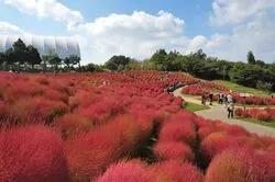 「【2026全国】もふもふの赤い絨毯が見頃！絶景コキア名所16選　1日遊べる＆入園無料も」の写真