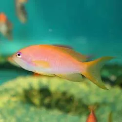 キンギョハナダイ