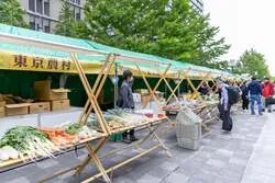 「野菜の収穫に果物狩り、丸太切りも！東京の味覚を体験する丸の内・豊洲などの秋フェス」の写真