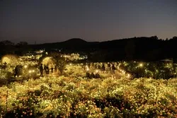 夜はバラとマリーゴールドが光に包まれます