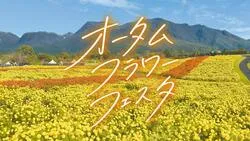 「【2026全国】黄金色に輝くマリーゴールドの名所6選！夜のライトアップや花摘みも」の写真