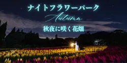 「【2026全国】黄金色に輝くマリーゴールドの名所6選！夜のライトアップや花摘みも」の写真