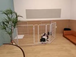 「保護犬・保護猫とふれあえるカフェが移転オープン！未就学児は無料　東京・新宿四ツ谷」の写真