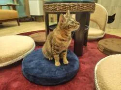 「保護犬・保護猫とふれあえるカフェが移転オープン！未就学児は無料　東京・新宿四ツ谷」の写真