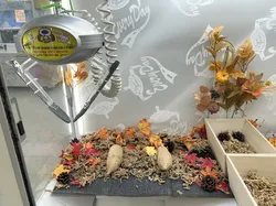 実際の焼き芋キャッチャー台中の様子