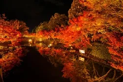 ライトアップされた紅葉が鏡池の水面に映り込む幻想的な風景