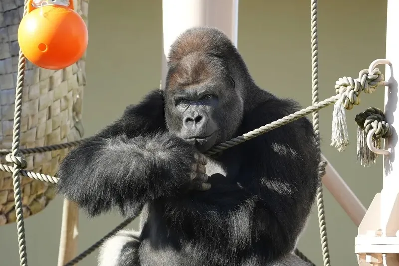 東山動植物園で飼育されているニシローランドゴリラ