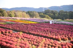 「Flower village 花夢の里」で見頃を迎えたコキア（2026年10月9日撮影）