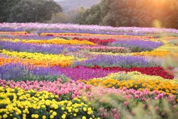 色とりどりの花が咲く園内（2026年10月9日撮影）