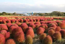海沿いに広がる開放感いっぱいの国営公園