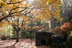 コキアや木々の紅葉を眺めながら秋の滝野を散策しましょう（撮影日：2026年9月30日）