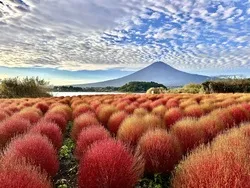 富士山と一面に広がるコキアはここだけの絶景（画像提供：toshi-chan / PIXTA）