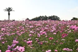 コスモスの花も同じ頃に観賞できます（画像提供：kasacub / PIXTA）
