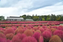 過去の見頃の様子（画像提供：Ogino Noriaki / PIXTA）