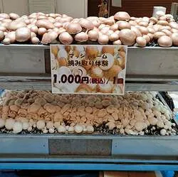 「マッシュルーム摘み取りもできる！入場無料のきのこ尽くしのお祭り 横浜みなとみらい」の写真