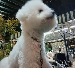 「子供が主役のクリスマスマーケット！焼きマシュマロや限定マグカップも 岐阜市長良で」の写真