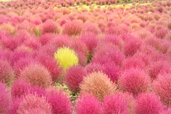 「国営滝野すずらん丘陵公園」のコキア（画像提供：黄金虫 / PIXTA）