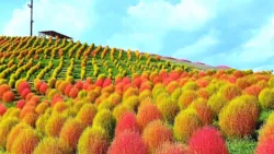 緑から赤へと変化していく時期も素敵です（画像はびわこ箱館山のコキア）