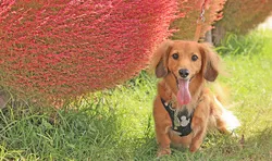 愛犬も一緒に入園できます♪