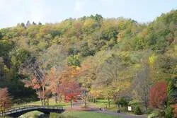 パークブリッジ周辺（渓流ゾーン）の紅葉状況 撮影日：2026.10.11