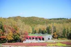 中央口周辺（中心ゾーン）の紅葉状況 撮影日：2026.10.11