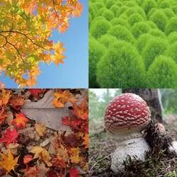「真っ赤なもこもこコキアが見頃！札幌・滝野すずらん丘陵公園で紅葉まつり開催中」の写真