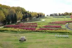 「真っ赤なもこもこコキアが見頃！札幌・滝野すずらん丘陵公園で紅葉まつり開催中」の写真