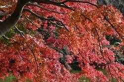 「紅葉と雲海の幻想風景！夜のライトアップも楽しめる町田・薬師池公園の紅葉まつり」の写真