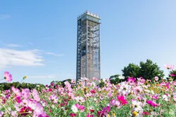 約40万本のコスモスが咲き誇る「花ひろば」（画像提供：本ちゃん / PIXTA）