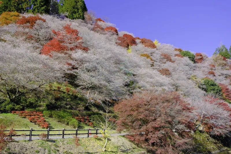 斜面いっぱいに咲く四季桜と色鮮やかな紅葉（画像提供：tenjou / PIXTA）