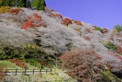 斜面いっぱいに咲く四季桜と色鮮やかな紅葉（画像提供：tenjou / PIXTA）