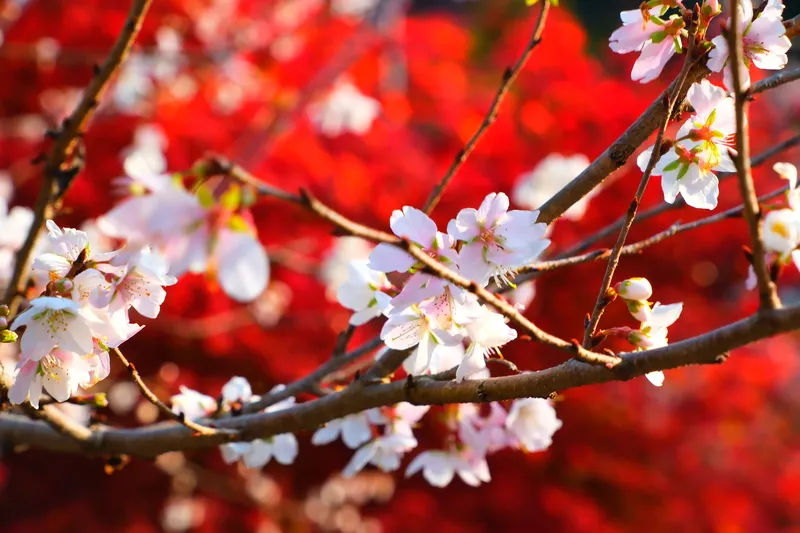 四季桜と紅葉が織りなす秋ならではの風景（画像提供：坂本淳 / PIXTA）