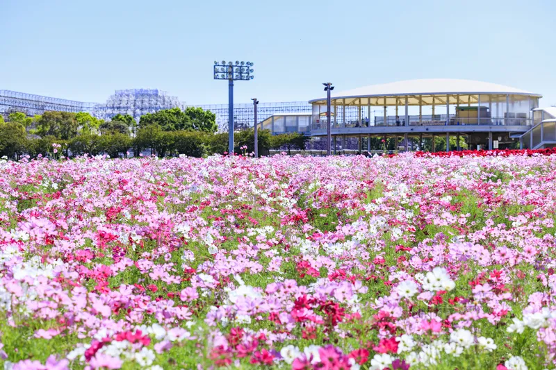 色とりどりのコスモスが咲き誇るなばなの里の花畑（画像提供：オフィスK / PIXTA）