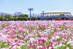 色とりどりのコスモスが咲き誇るなばなの里の花畑（画像提供：オフィスK / PIXTA）