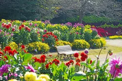 鮮やかなダリアが秋の花ひろばを彩る（画像提供：Bull / PIXTA）
