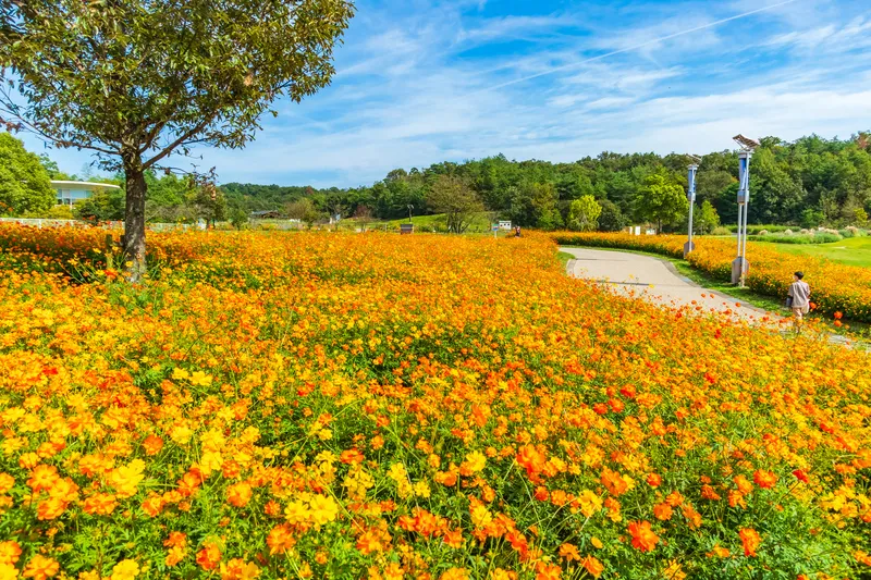 鮮やかなオレンジ色のキバナコスモスが咲き誇る愛・地球博記念公園（画像提供：daysgoby_JPN / PIXTA）