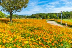 鮮やかなオレンジ色のキバナコスモスが咲き誇る愛・地球博記念公園（画像提供：daysgoby_JPN / PIXTA）