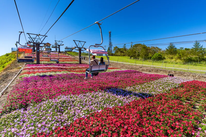 色鮮やかなサンパチェンスの花畑と観光リフトが楽しめる茶臼山高原（画像提供：nosuke / PIXTA）