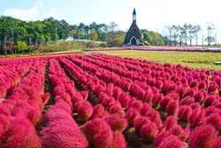 真っ赤に紅葉したコキアが広がる牧歌の里（画像提供：kouyunosa / PIXTA）