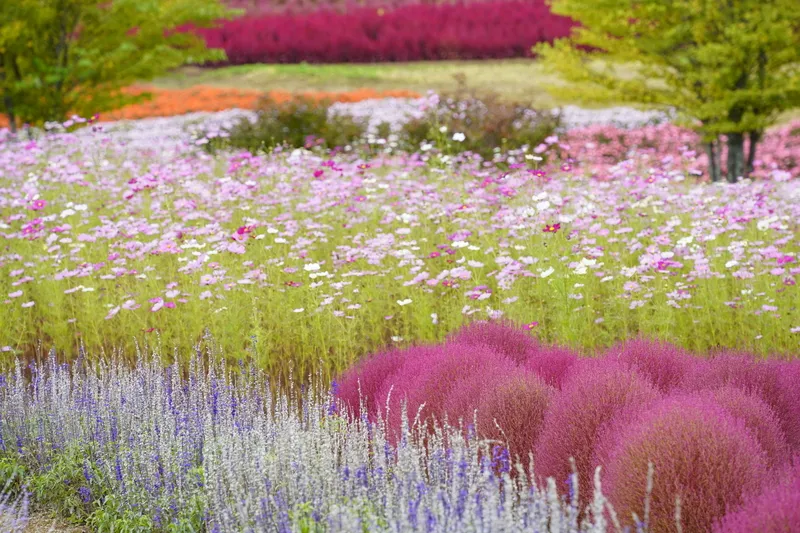 秋の高原を彩る色とりどりの花々（画像提供：kouyunosa / PIXTA）