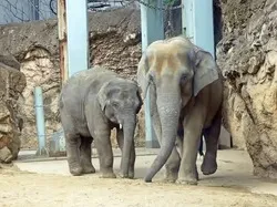 （公財）東京動物園協会