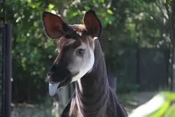 世界三大珍獣のオカピ。日本で初めて展示をした動物園がズーラシア