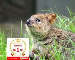 「世界一しあわせな動物」といわれる絶滅危惧種のクオッカ！国内での展示は埼玉県こども動物自然公園だけ