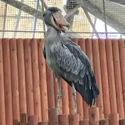 「【2026最新】ハシビロコウに会える全国の動物園・花鳥園6選｜上野の4羽は10/25まで！」の写真