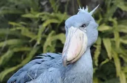 「【2026最新】ハシビロコウに会える全国の動物園・花鳥園6選｜上野の4羽は10/25まで！」の写真