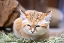 「【2026最新】スナネコに会える全国の動物園7選｜砂漠の天使の見どころをチェック！」の写真