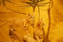 「【2026最新】スナネコに会える全国の動物園7選｜砂漠の天使の見どころをチェック！」の写真