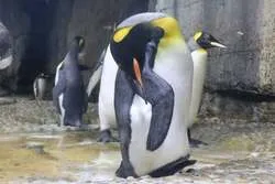 「閉館後の水族館で謎解き！生きものがヒントの夜イベントが仙台うみの杜水族館で初開催」の写真